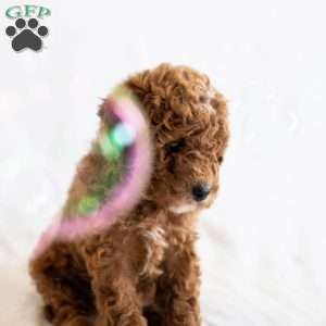 June, Miniature Poodle Puppy