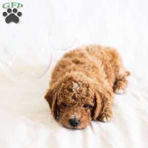 Rootbeer, Miniature Poodle Puppy