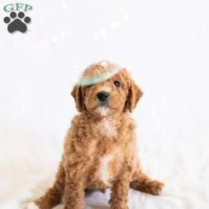 Rootbeer, Miniature Poodle Puppy