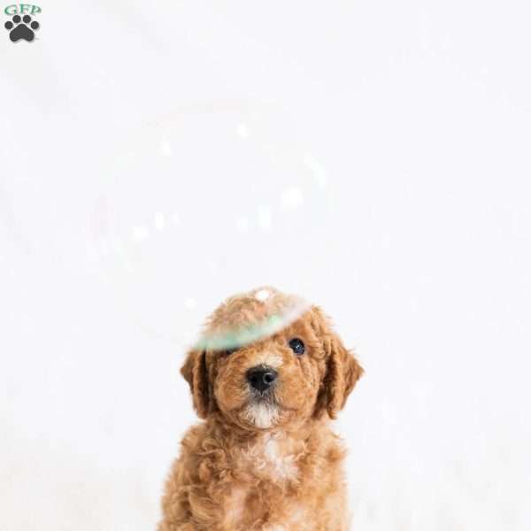 Rootbeer, Miniature Poodle Puppy