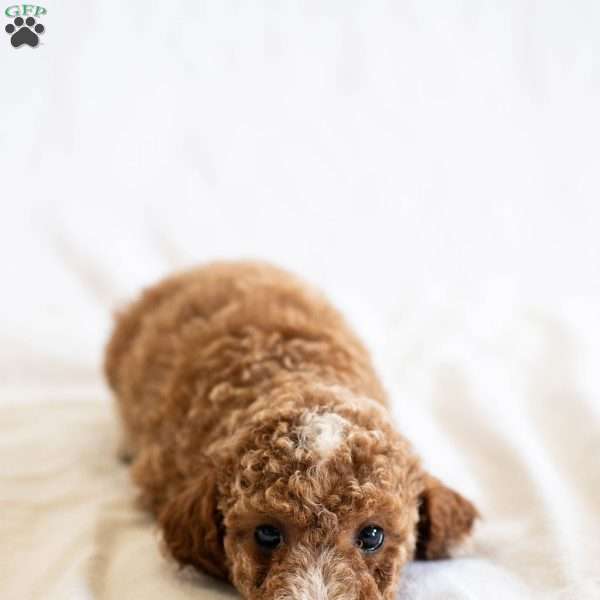 Lily, Miniature Poodle Puppy