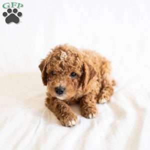 Melon, Miniature Poodle Puppy