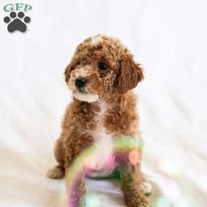 Lily, Miniature Poodle Puppy