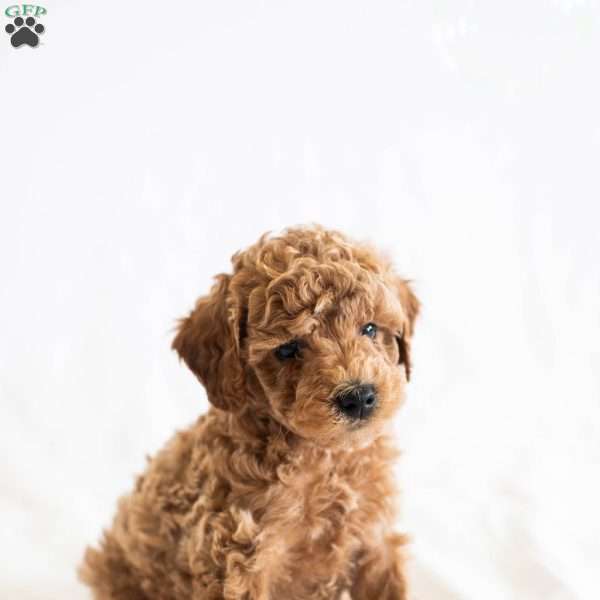 Melon, Miniature Poodle Puppy