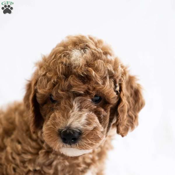 August, Miniature Poodle Puppy