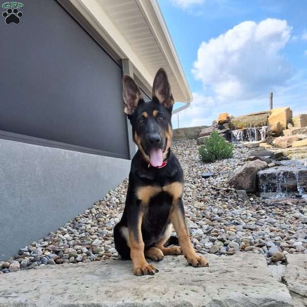 Karl, German Shepherd Puppy