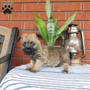 Abby, Cairn Terrier Puppy