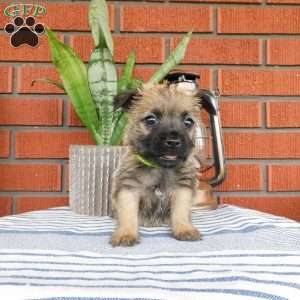Abby, Cairn Terrier Puppy