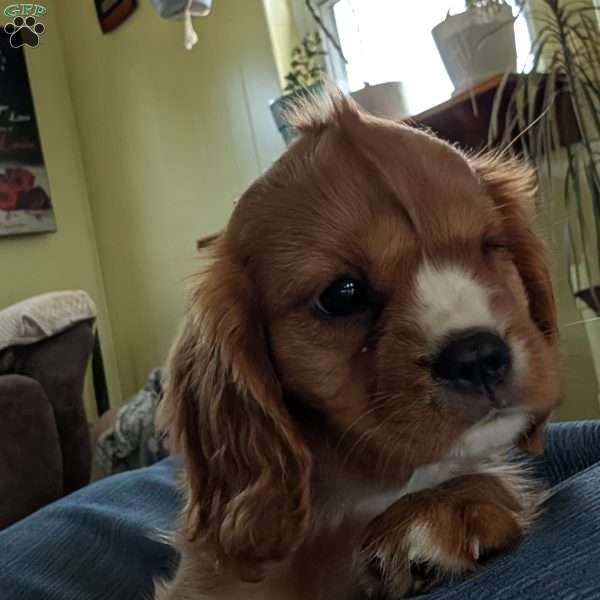 Sue, Cavalier King Charles Spaniel Puppy