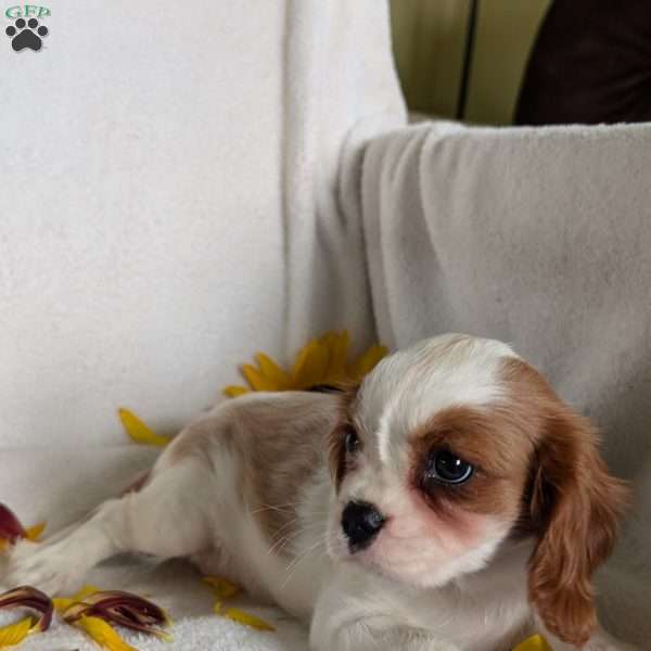 Hazel, Cavalier King Charles Spaniel Puppy