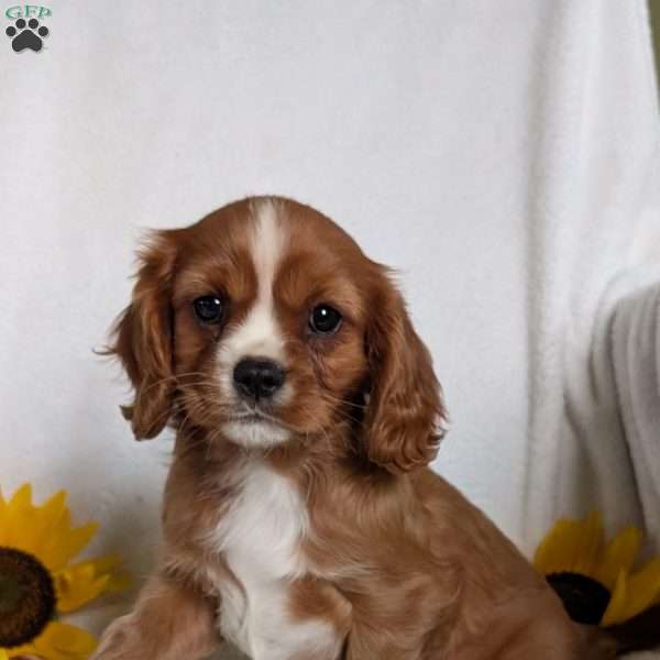Abbie, Cavalier King Charles Spaniel Puppy