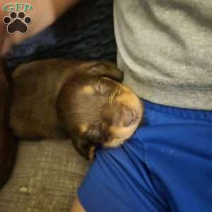 Biggie, Dachshund Puppy