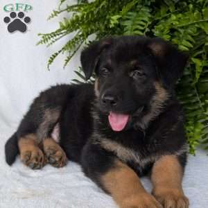 Bolt, German Shepherd Puppy