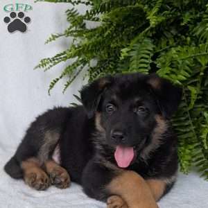 Bolt, German Shepherd Puppy