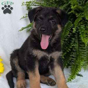 Bolt, German Shepherd Puppy