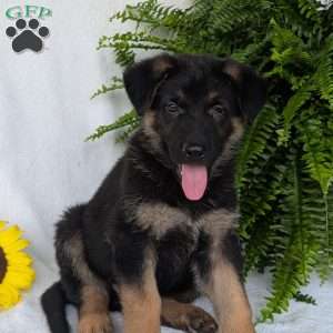 Bolt, German Shepherd Puppy