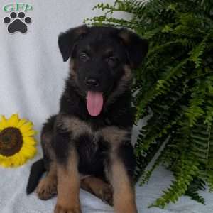 Bolt, German Shepherd Puppy