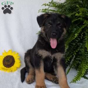 Bolt, German Shepherd Puppy