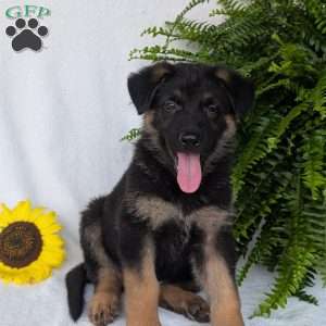 Bolt, German Shepherd Puppy