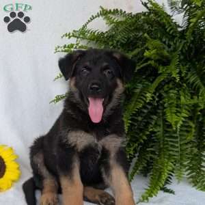 Bolt, German Shepherd Puppy