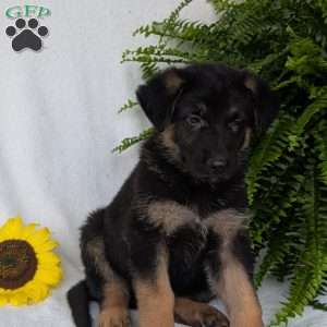 Bolt, German Shepherd Puppy