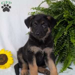 Bolt, German Shepherd Puppy