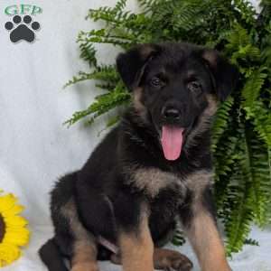 Bolt, German Shepherd Puppy