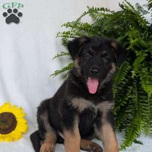 Bolt, German Shepherd Puppy