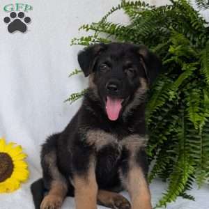 Bolt, German Shepherd Puppy