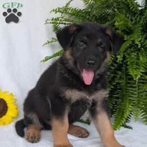 Bolt, German Shepherd Puppy