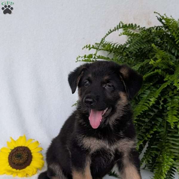 Bolt, German Shepherd Puppy