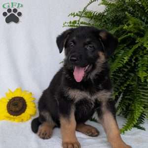 Bolt, German Shepherd Puppy