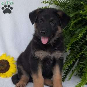 Bolt, German Shepherd Puppy