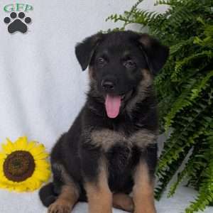 Bolt, German Shepherd Puppy