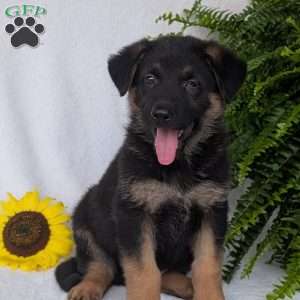 Bolt, German Shepherd Puppy
