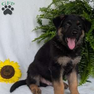 Bolt, German Shepherd Puppy