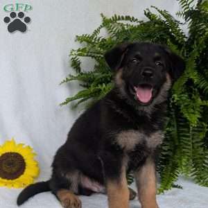Bolt, German Shepherd Puppy