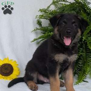 Bolt, German Shepherd Puppy