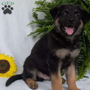 Bolt, German Shepherd Puppy
