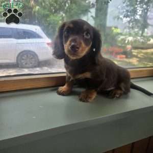 Biggie, Dachshund Puppy