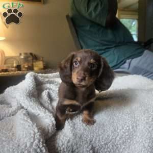 Biggie, Dachshund Puppy