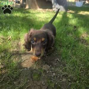 Biggie, Dachshund Puppy