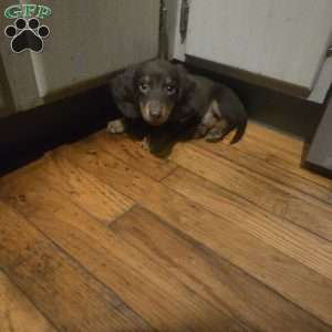 Biggie, Dachshund Puppy