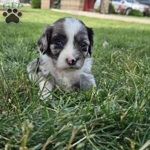 Maverick, Cavapoo Puppy