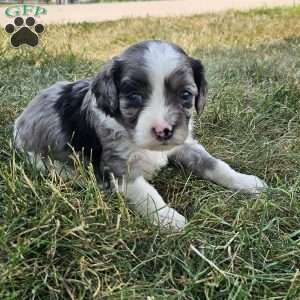 Maverick, Cavapoo Puppy