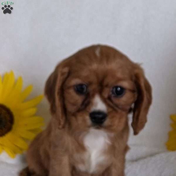 Indy, Cavalier King Charles Spaniel Puppy