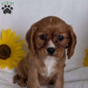 Indy, Cavalier King Charles Spaniel Puppy