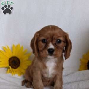 Indy, Cavalier King Charles Spaniel Puppy