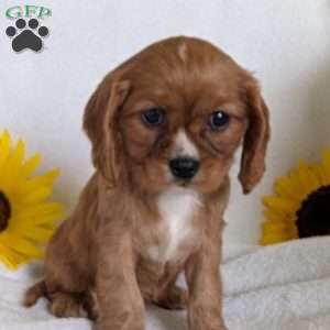Indy, Cavalier King Charles Spaniel Puppy