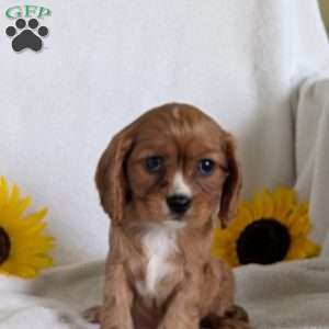 Indy, Cavalier King Charles Spaniel Puppy